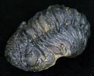 Partially Enrolled Barrandeops (Phacops) Trilobite #11252-1